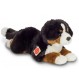 Berner Sennenhund 40 cm