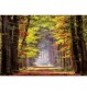 Educa - Herbstweg durch Wald 1000 Teile Puzzle