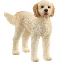 Goldendoodle 