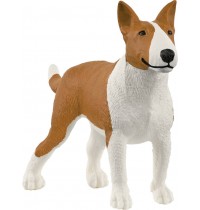 Bullterrier 