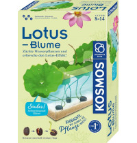 Lotusblume Lotusblume