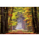 Educa - Herbstweg durch Wald 1000 Teile Puzzle