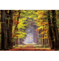 Educa - Herbstweg durch Wald 1000 Teile Puzzle