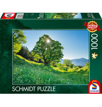 Schmidt Spiele - Berg-Ahorn im Sonnenlicht - St. Gallen