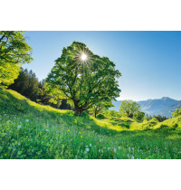 Schmidt Spiele - Berg-Ahorn im Sonnenlicht - St. Gallen